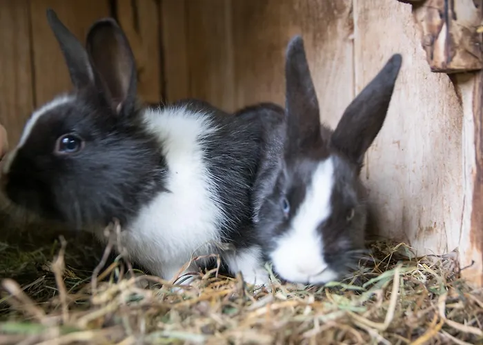 란트하우스 라이히 팜스테이 제르젠스